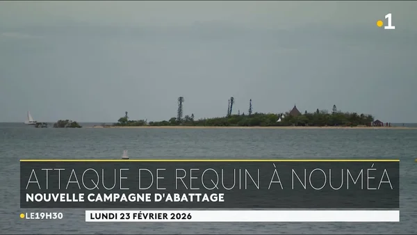 Thumbnail d'une reportage sur la relance de la campagne d'abattage des requins par la Province Sud.