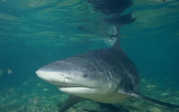 Un requin nageant en eau claire, représentant la cible des campagnes d'abattage à Nouméa.