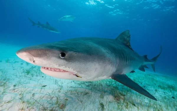 Un grand requin nageant près du fond marin, illustrant la campagne d'abattage lancée par Nouméa.