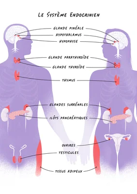 Infographie anatomique illustrant le système endocrinien.