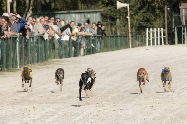 Trois lévriers capturés en pleine foulée sur une piste en terre.