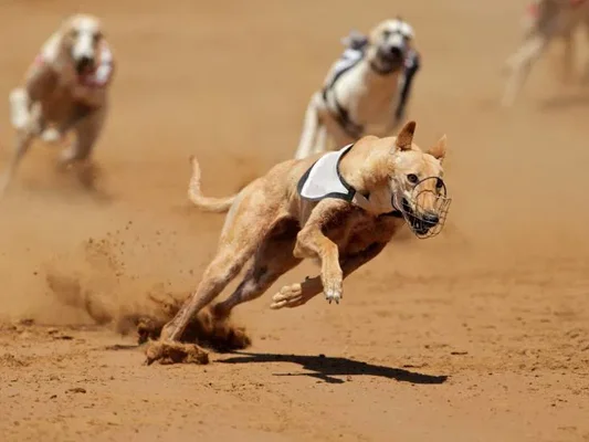 Cinq lévriers s'affrontant à l'arrivée d'une course sur une piste en terre sous le regard des spectateurs.