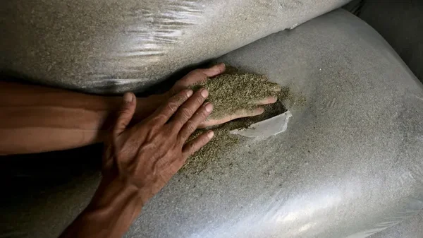 Des mains versant de la poudre de kratom depuis un sachet en plastique déchiré.