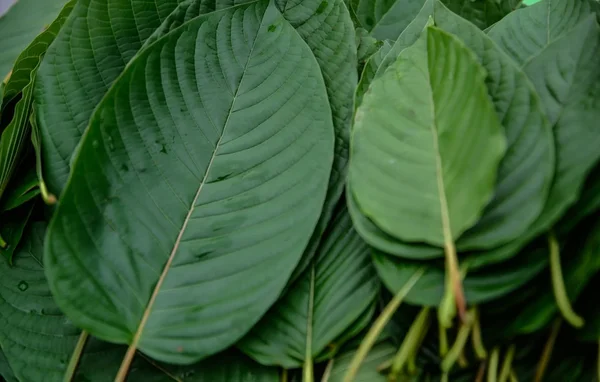 Feuilles vertes et brillantes d'une plante de kratom, observées de très près.