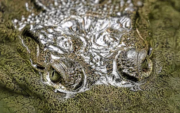 Vue rapprochée de la tête du crocodile découvert à Roubaix.