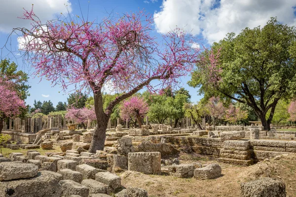 Ruines antiques d'Olympie agrémentées d'un arbre en fleurs.