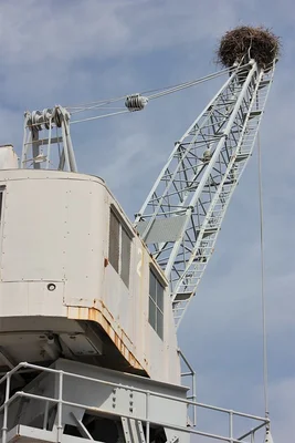 Une grue industrielle avec un nid d'oiseau au sommet de sa flèche sous un ciel partiellement nuageux.