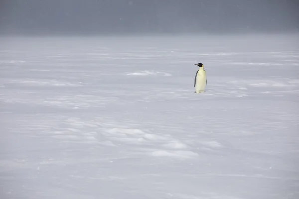 Un manchot empereur isolé sur une étendue de neige par temps gris.