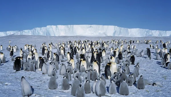 Une colonie dense devant une immense barrière de glace en Antarctique.
