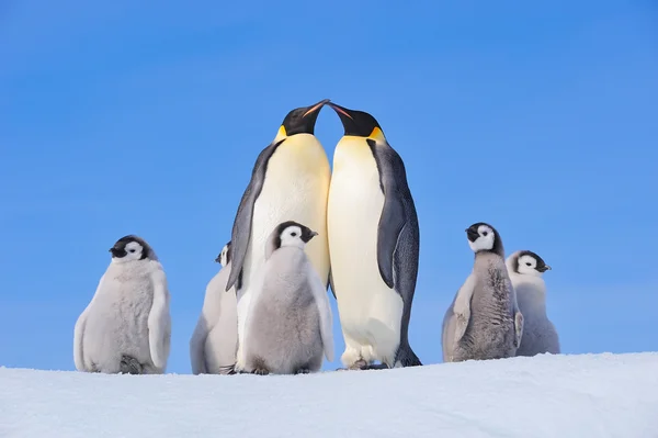 Deux adultes et leurs poussins réunis sur la neige sous un ciel bleu.