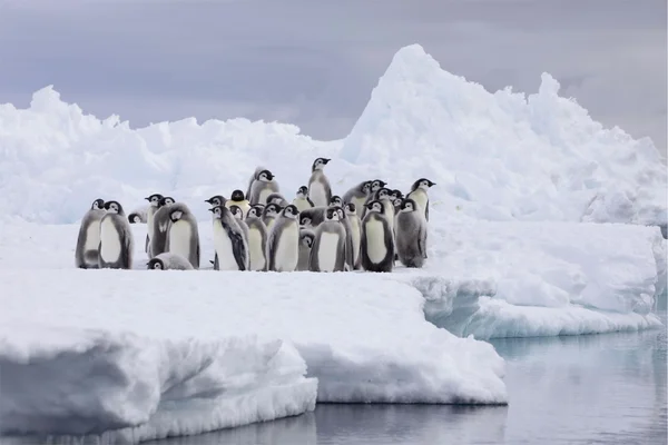 Des poussins manchots empereur sur la glace avec de l'eau et des icebergs au loin.