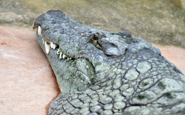 Détail de la tête du crocodile retrouvé lesté dans un canal à Roubaix.