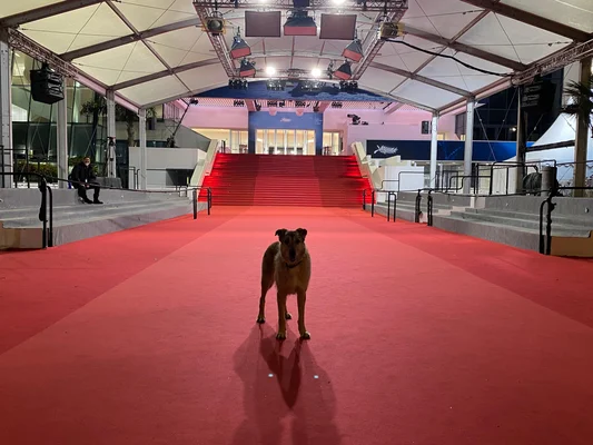 Kodi, lauréat de la Palm Dog 2024, posant sur le tapis rouge du Festival de Cannes.