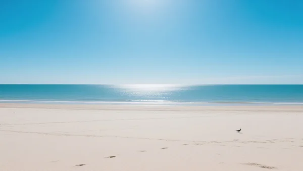 Plage déserte en été avec une mer calme et un ciel bleu, absence totale d'oiseaux sur le sable, ambiance silencieuse et étrange