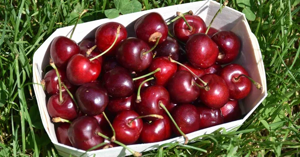 Un panier de cerises fraîches, symbole de la production estivale.