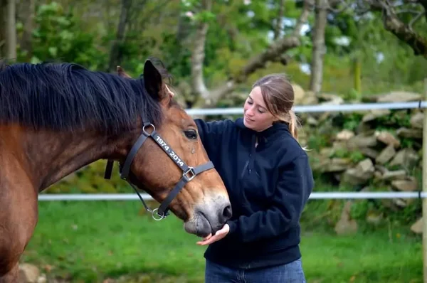 Une propriétaire nourrit son cheval bai à l'extérieur, cheval portant un licol commémoratif.