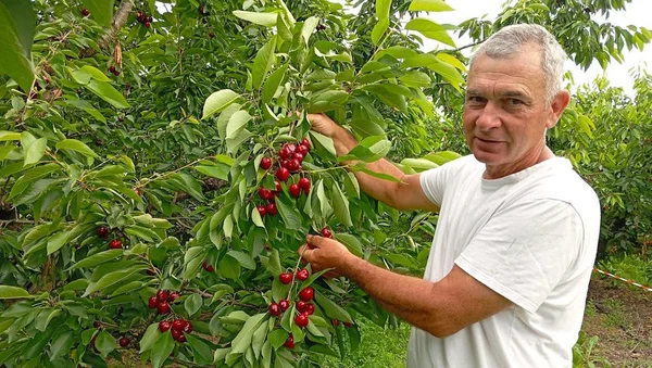 Un arboriculteur cueillant des cerises dans un verger à Gaillac, illustrant la saison de la récolte.