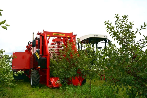Récolteuse mécanique de cerises en action dans un verger.