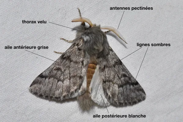 Papillon adulte de la processionnaire du pin en vue dorsale, avec annotations sur les antennes pectinées et le thorax poilu.