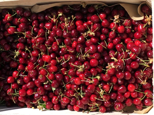 Des cerises Burlat fraîchement récoltées, conditionnées dans un carton, prêtes à la vente.