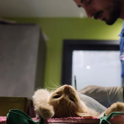 Opération de stérilisation d'un chat roux par un homme barbu à La Réunion.