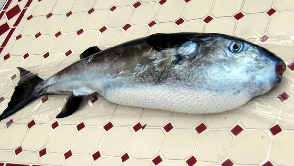 Spécimen de poisson toxique pêché au large de Gruissan, présenté sur un fond carrelé.