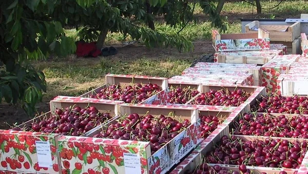 Caisses de cerises fraîchement récoltées, prêtes pour la distribution, dans un verger du Roussillon.