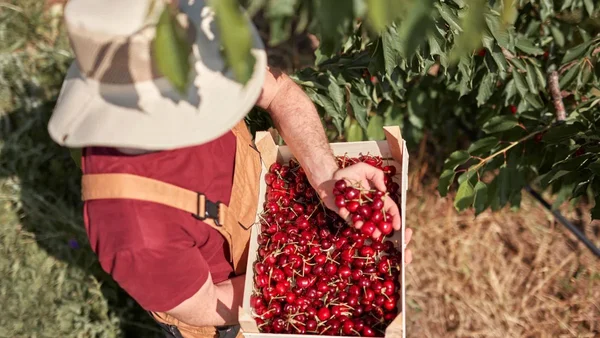 Un cueilleur de cerises dans un verger, récoltant les fruits à la main.