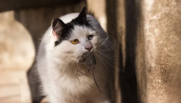 Chat noir et blanc tenant une souris capturée, posant près d'un mur en pierre.