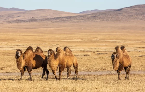 Trois chameaux de Bactriane dans un paysage de steppe aride, illustrant leur adaptation aux milieux désertiques.