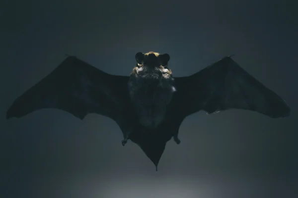 Chauve-souris en vol, ailes déployées, sur fond sombre