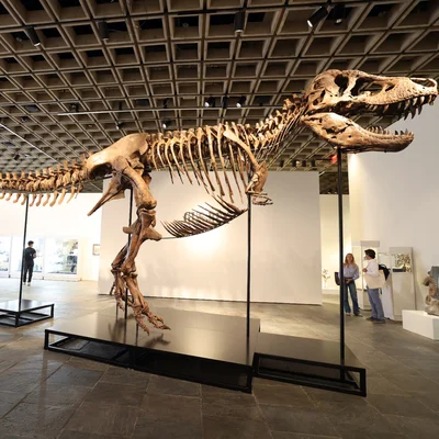 Gus, le T-Rex, exposé dans un musée avec des visiteurs.