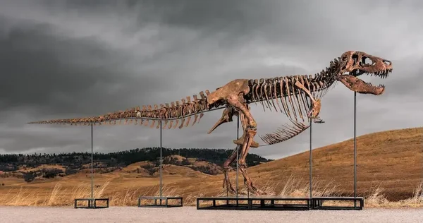 Le squelette de Gus, le T-Rex, exposé en plein air après sa vente record.