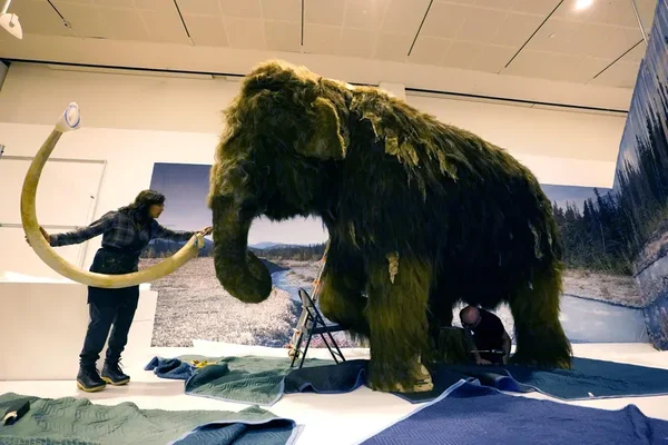 Assemblage d'un modèle de mammouth laineux dans un musée, en lien avec l'intérêt pour la désextinction.