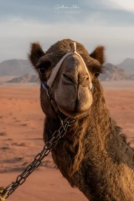Portrait d'un dromadaire avec licol, dans le désert jordanien.
