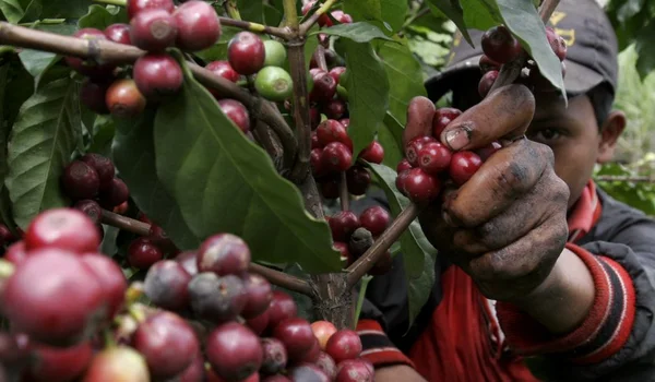 Récolte de cerises de café au Brésil, illustrant les défis de production qui alimentent l'inflation des prix du café
