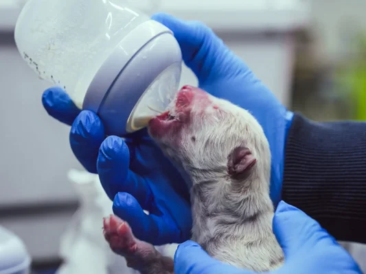 Soins à un nouveau-né animal, évoquant le travail de soins aux espèces menacées ou ressuscitées par Colossal Biosciences.