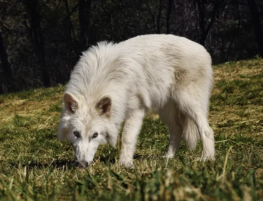 Loup blanc dans son habitat naturel, espèce apparentée aux projets de Colossal Biosciences.