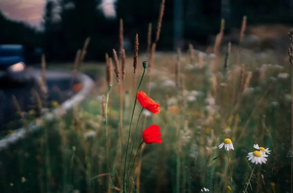 Coquelicots rouges éclatants et marguerites blanches se dressant dans un champ d'herbes hautes, avec un arrière-plan flou évoquant une route et des arbres sous une lumière tamisée.