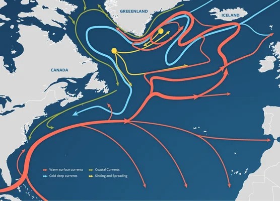 Carte infographique de l'Atlantique Nord montrant le tapis roulant océanique de l'AMOC, avec flèches colorées pour les courants chauds de surface, les courants froids profonds et les zones de plongée entre l'Amérique du Nord, le Groenland et l'Europe