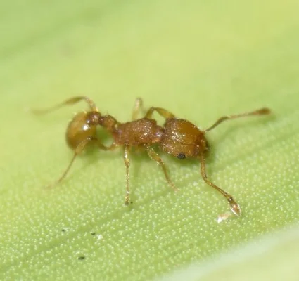 Gros plan d'une fourmi électrique (Wasmannia auropunctata) rougeâtre posée sur une feuille verte texturée